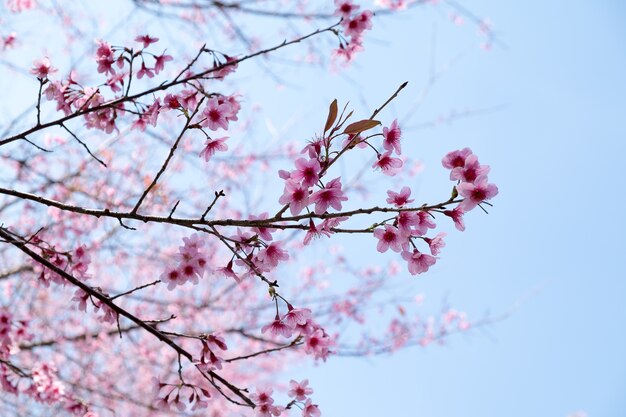 Prunus cerasoides