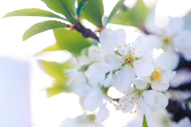 Prunus cerasus, griotte, tarte, ou nain, griotte, amarelle, cerisier de Montmorency fleur délicate blanche aux jeunes feuilles vertes