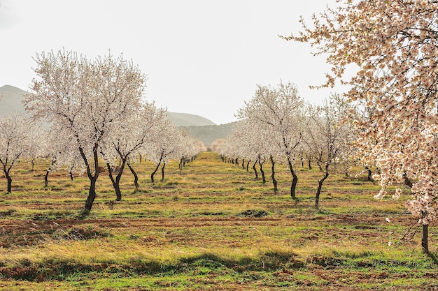 Prunus dulcis l'amandier est un arbre de la famille des rosacées