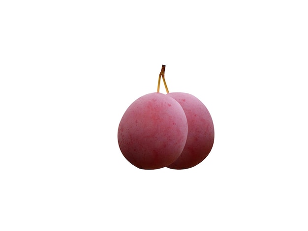 Prunus rivularis prune d'oie sauvage ou prune de ruisseau fruits comestibles et contient du cyanure d'hydrogène
