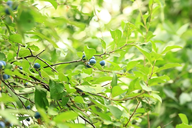 Prunus spinosa sur un arbre. Mise au point sélective douce