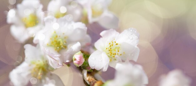 Prunus subhirtella le cerisier à fleurs d'hiver Gros plan sur les bourgeons et les fleurs Soft focus avec des lumières en bokeh Arrière-plan naturel désaturé flou