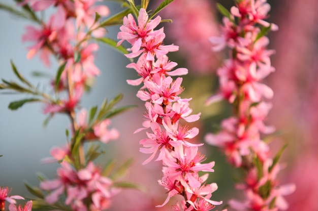 Prunus tenella nain amande russe fleuri dans le jardin de printemps mise au point sélective