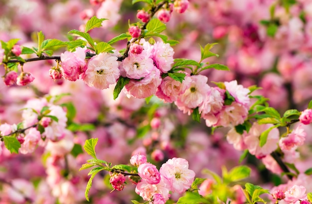 Prunus triloba en fleurs.