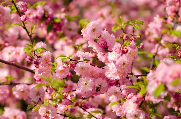 Prunus triloba en fleurs.