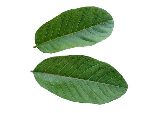 Psidium guajava vert ou feuille de goyave sur fond blanc