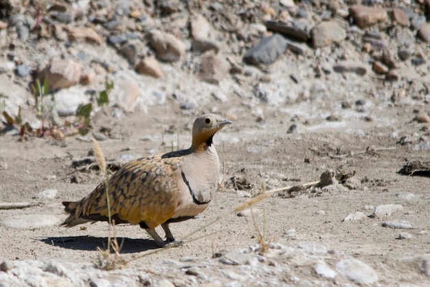 Pterocles orientalis - L'ortega ganga ou simplement ortega est une espèce d'oiseau de la famille des Pteroclididae.