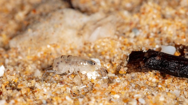 puce de mer sur le sable, côte du sri lanka