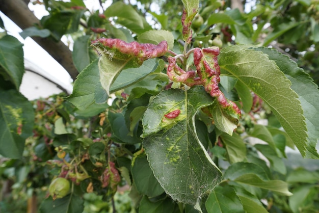 Les pucerons roses du pommier Dysaphis devecta ravageur du pommier Détail de la feuille affectée