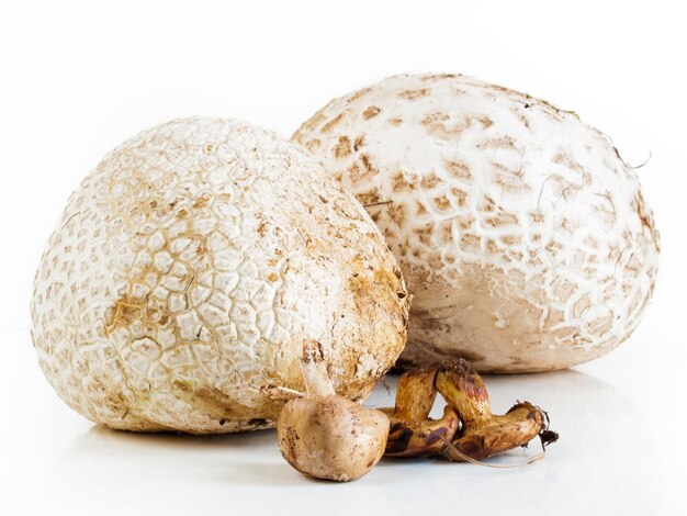 La puffball géante de l'Ouest pousse sur un sol composté comme dans les prairies, les champs et les forêts, les bords de routes, les platiers d'armoises, les pâturages et d'autres endroits ensoleillés.