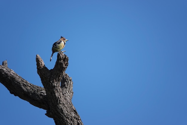 Photo puffbird à gorge rousse