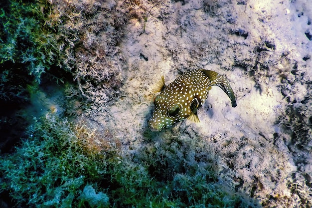 Puffer à points blancs Sous l'eau (Arothron hispidus) Vie marine