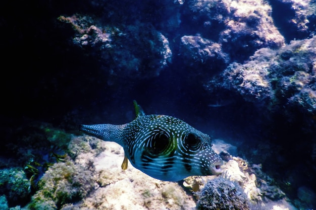 Puffer à points blancs Sous l'eau (Arothron hispidus) Vie marine