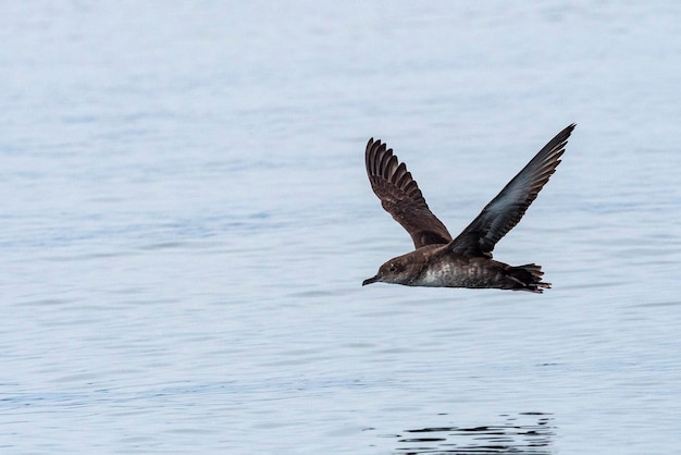 Puffin des Baléares Puffinus mauretanicus Malaga Espagne