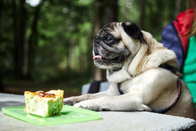 Un pug adulte assis devant un morceau de tarte posé sur une table en pierre.