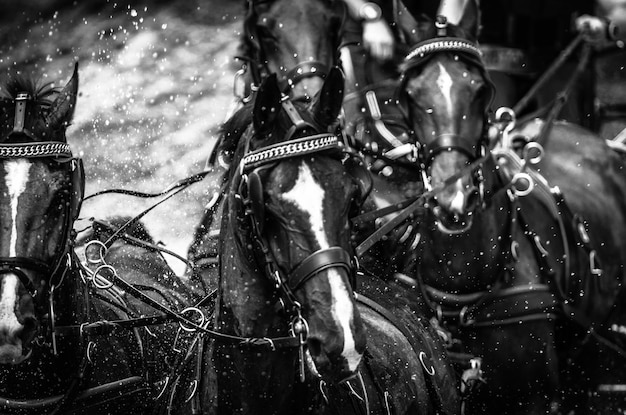 Photo puissance du cheval