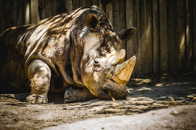 puissant rhinocéros se reposant à l'ombre