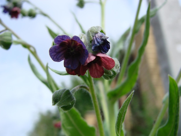 Pulmon ria pulmonaire fleurs sur fond vert