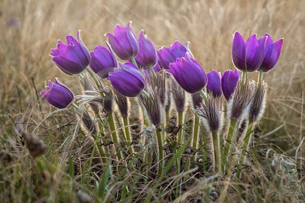 Pulsatilla Anémone pulsatille fleur de printemps Pulsatilla vulgaris avec des gouttes d'eau