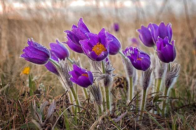 Pulsatilla Anémone pulsatille fleur de printemps Pulsatilla vulgaris avec des gouttes d'eau