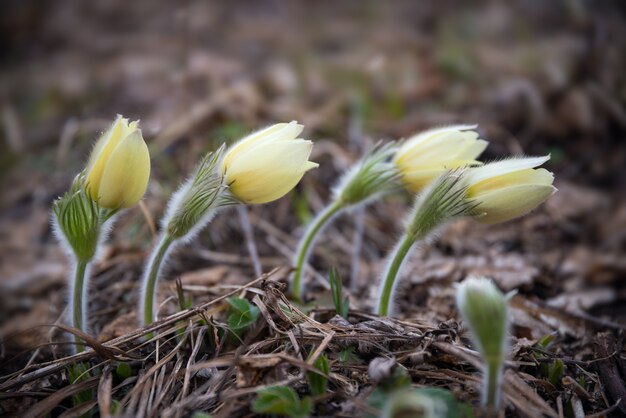 Pulsatilla patens