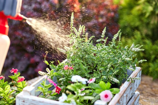 Pulvériser de l'eau sur les pots avec des semis dans la boîte en bois blanche sur la table dans la pépinière-jardin par une journée ensoleillée. .