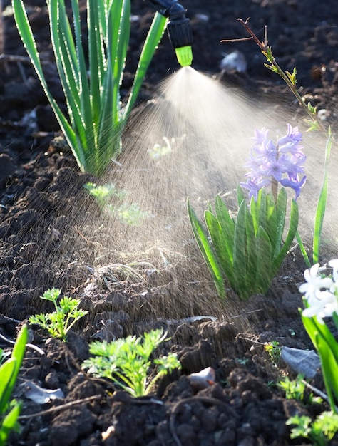 Pulvériser des fleurs violettes dans le jardin