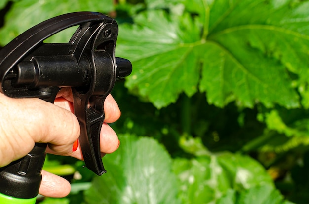 Pulvériser les légumes et les plantes de jardin avec des pesticides pour se protéger contre les maladies et les parasites avec un pulvérisateur à main.