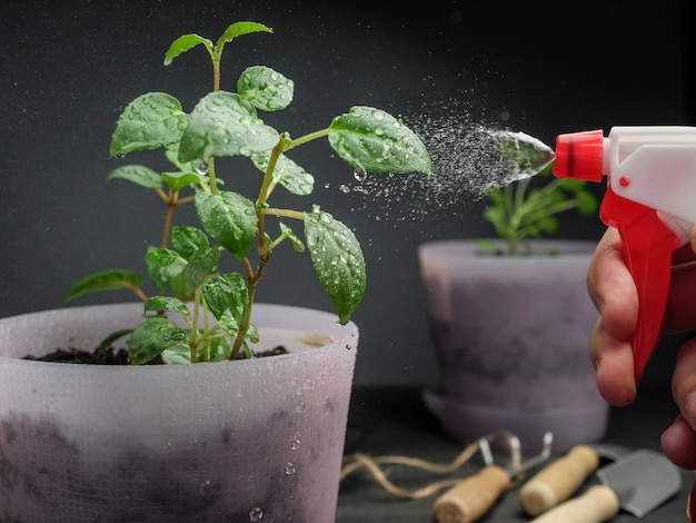 Pulvériser des plantes en pot avec de l'eau provenant d'un vaporisateur