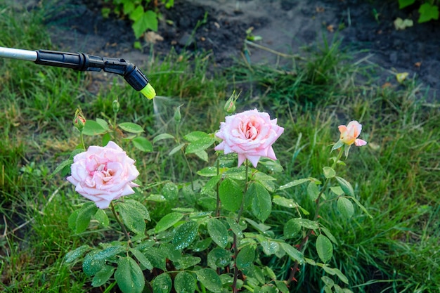 Pulvériser des plantes avec des produits chimiques et protéger un buisson de roses de la vermine avec un pulvérisateur à pression