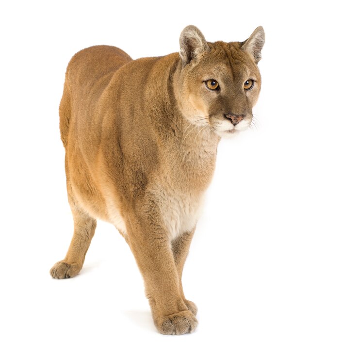 Photo puma (17 ans) - puma concolor isolé
