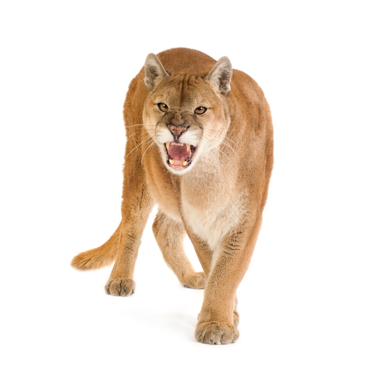 Photo puma (17 ans) - puma concolor isolé