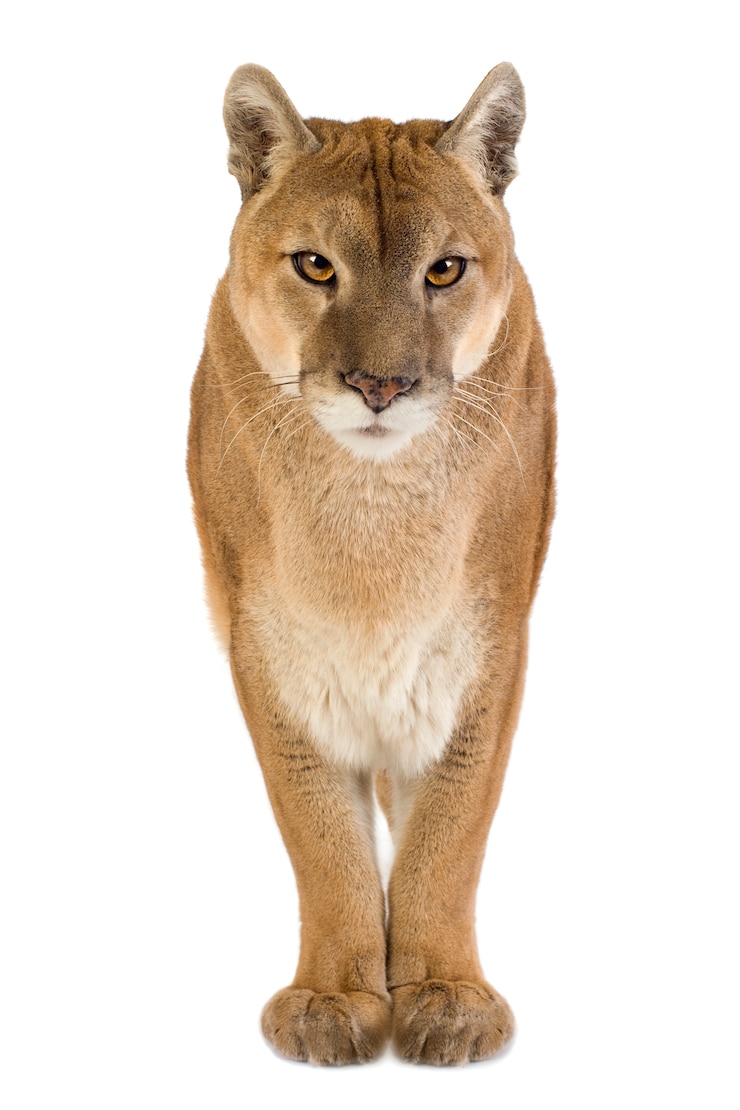 Photo puma (17 ans) - puma concolor isolé