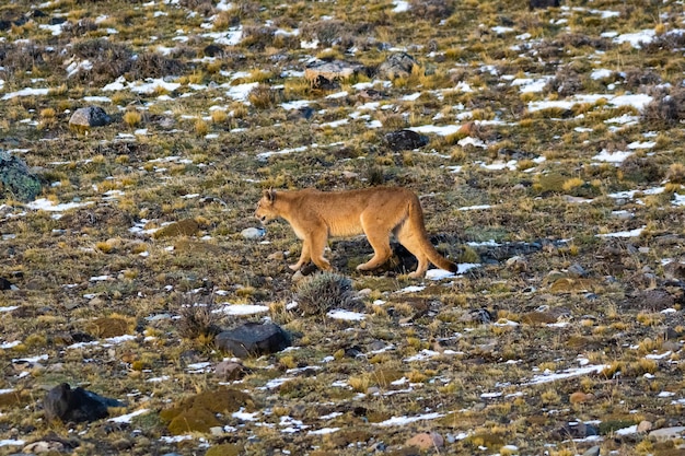 Puma balade en montagne Parc National Torres del Paine Patagonie Chili