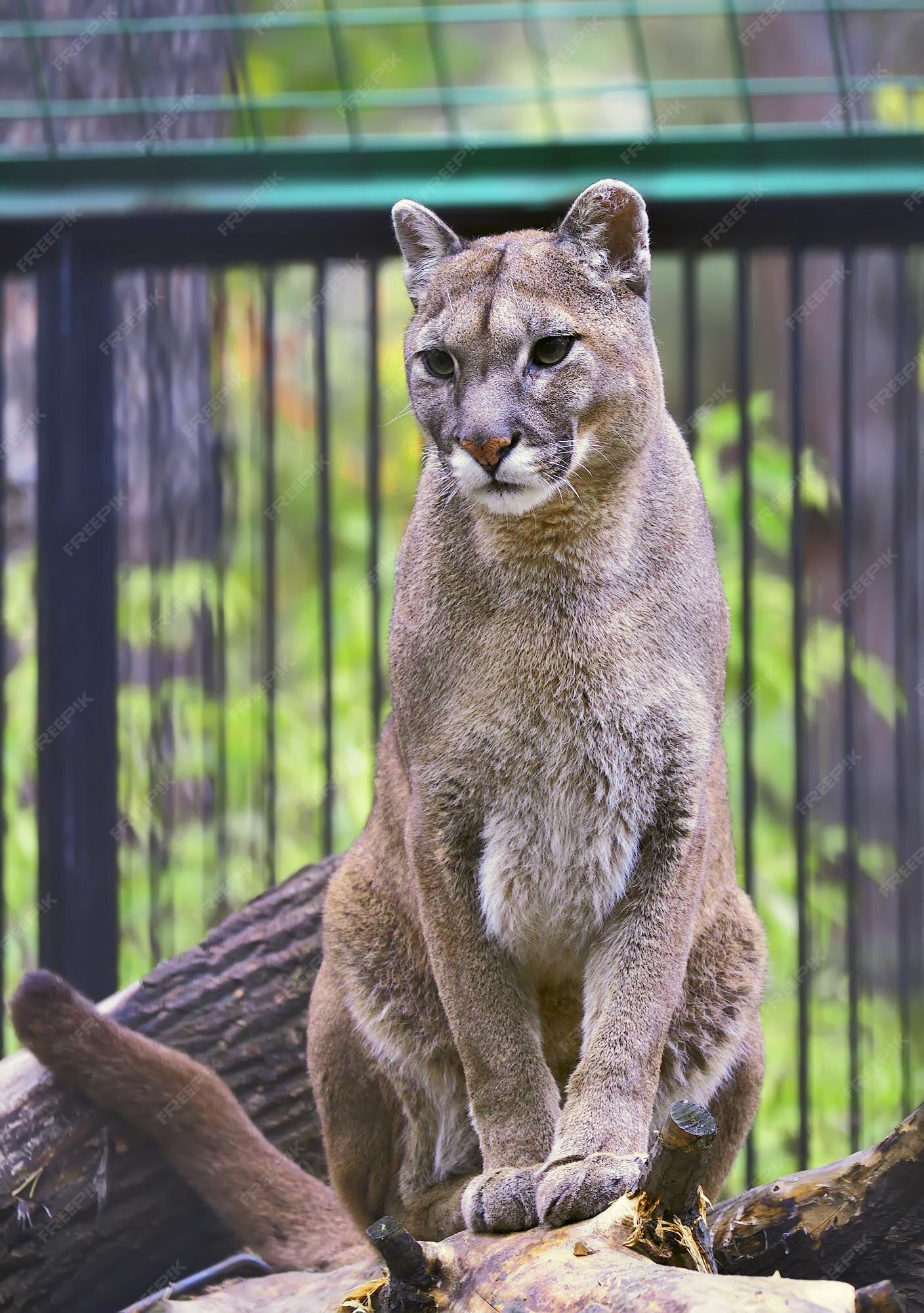 Est Assis Sur Une Bûche. Un Magnifique Puma Américain Dans Volière | Photo Premium