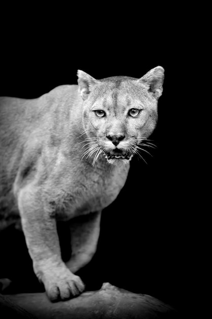 Photo puma sur fond sombre