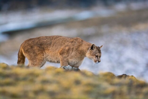 Un puma marchant sur une colline rocheuse