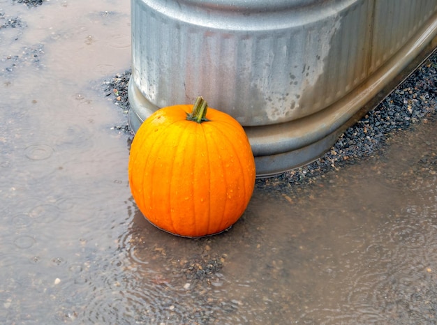 Pumpking mûr portant dans une flaque d'eau sous la pluie