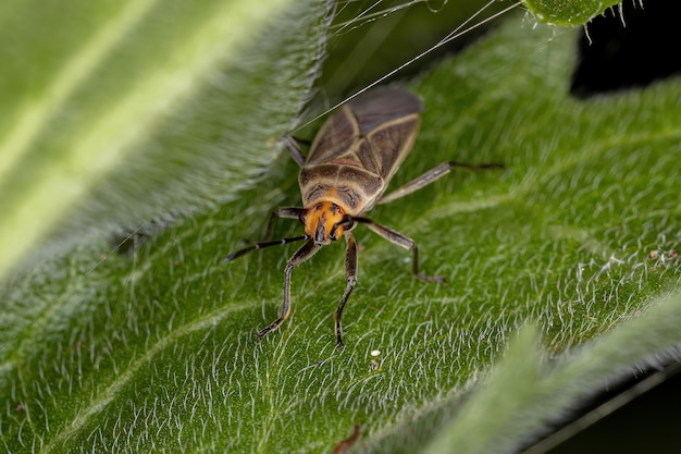 Punaise adulte de la famille des Lygaeidae