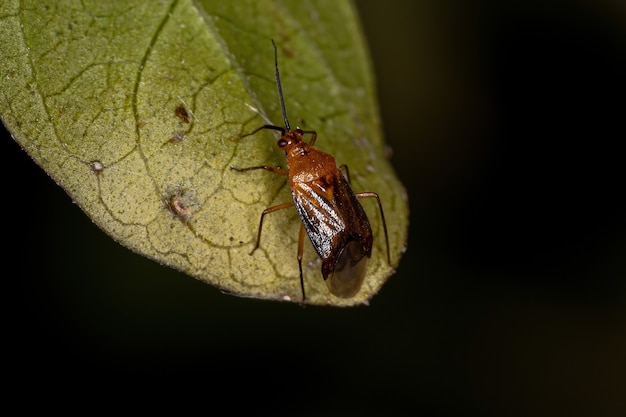 Punaise adulte de la famille des Miridae