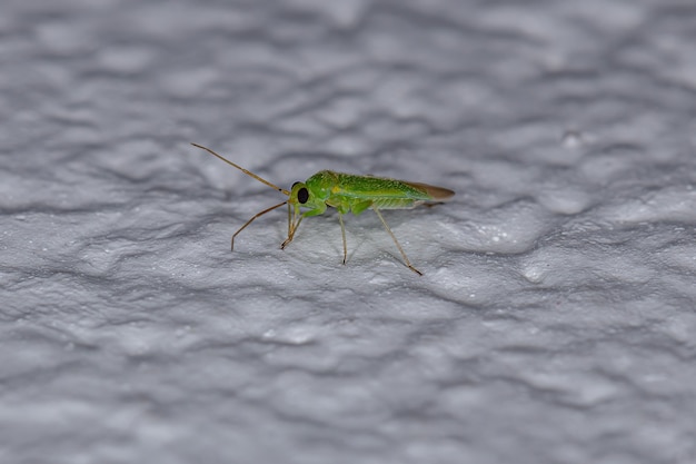 Punaise adulte de la famille des Miridae