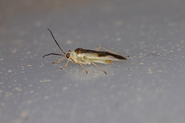 Punaise adulte de la famille des Miridae