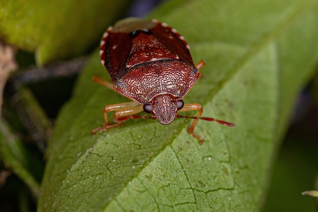 Punaise adulte de la famille des pentatomidae