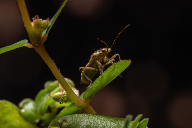 Punaise adulte inodore de la famille des Rhopalidae