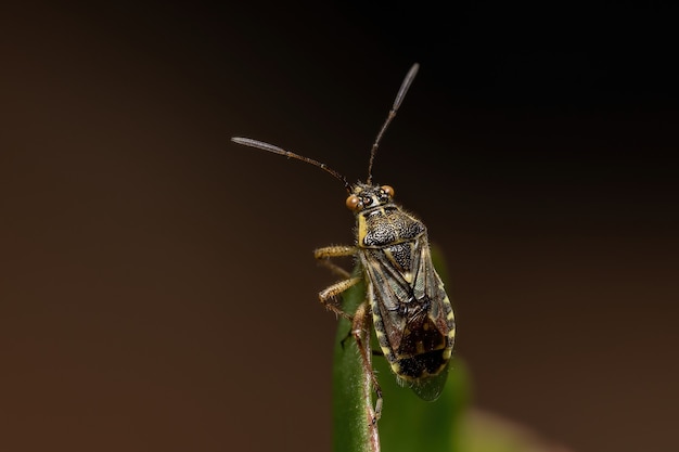 Punaise adulte inodore de la famille des Rhopalidae