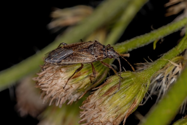 Punaise adulte de la sous-famille des Orsillinae