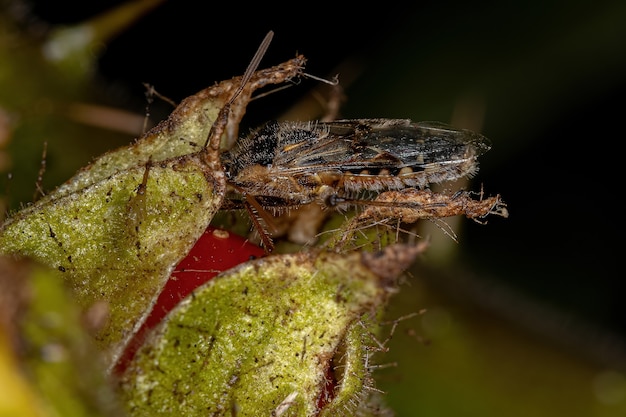 Punaise inodore adulte de la famille des Rhopalidae mangeant un fruit solanum