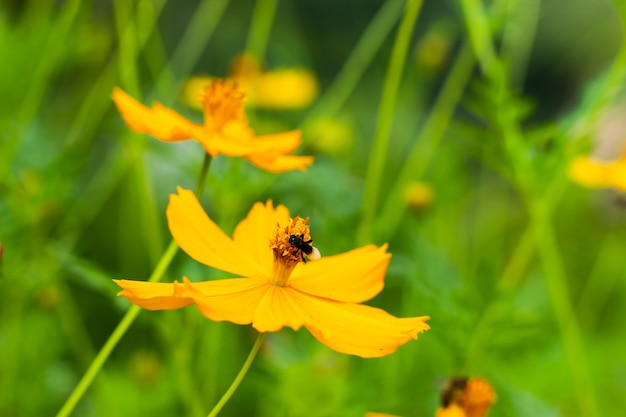 Punaise noire sur les fleurs jaunes de Cosmos sulphureus Cav.