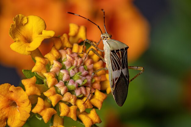 Punaise à pieds feuilles adultes du genre Hypselonotus sur une plante Lantana