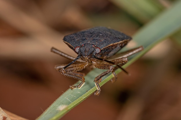 Punaise puante adulte de l'espèce Stictochilus tripunctatus